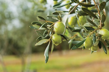 Zeytin Yetiştiriciliğinde Budama